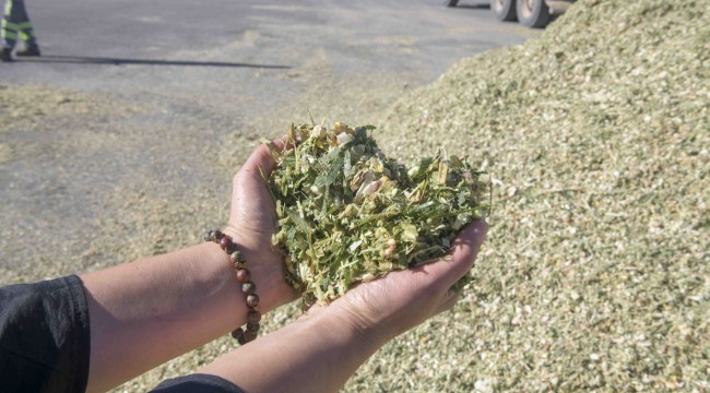 BAKAP'TA YILIN SON HASADI: HAYVAN YETİŞTİRİCİLERİ İÇİN SİLAJLIK MISIR HASADI BAŞLADI