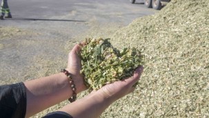 BAKAP'TA YILIN SON HASADI: HAYVAN YETİŞTİRİCİLERİ İÇİN SİLAJLIK MISIR HASADI BAŞLADI