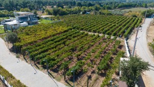 Buca'da bağ bozumu zamanı