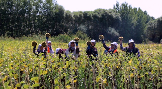 Çankırı Belediyesi Yeni Sezonun Hasadını Yaptı