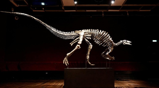 Dinozor 'Barry' Paris'teki müzayedede satışa çıkıyor