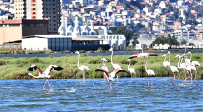 Doğaseverler Flamingo Festivali'nde buluşacak