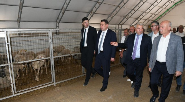 Dursunbeyli üreticiye damızlık küçükbaş hayvan desteği