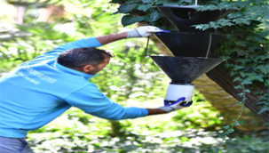 Kırmızı palmiye böceğine" karşı yeni hamle