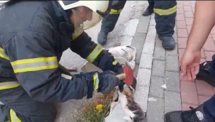 Lavaboya sıkışan yavru kedi kurtarıldı