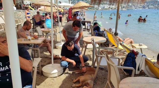 SOKAK HAYVANLARINA YÖNELİK ÇALIŞMALAR SÜRÜYOR