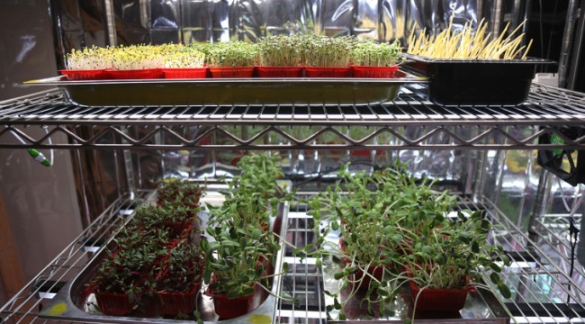 Topraksız üretilen sebze filizleri besin değeriyle fark atıyor