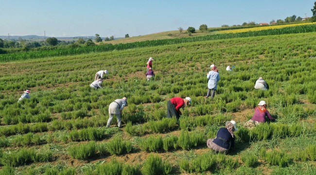 Tıbbi ve aromatik bitkilerin hasadı başladı