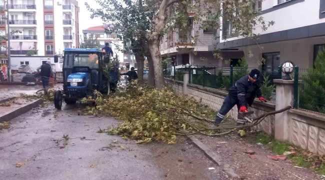 FIRTINADAN DOLAYI DEVRİLEN AĞAÇLAR KALDIRILDI