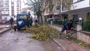 FIRTINADAN DOLAYI DEVRİLEN AĞAÇLAR KALDIRILDI