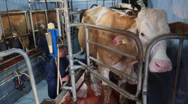 İnek sütü miktarı eylülde yıllık bazda yüzde 4,6 arttı