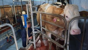 İnek sütü miktarı eylülde yıllık bazda yüzde 4,6 arttı