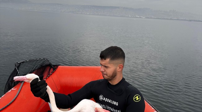 Kocaeli İtfaiyesi yaralı Flamingoyu kurtardı