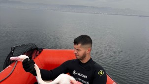 Kocaeli İtfaiyesi yaralı Flamingoyu kurtardı