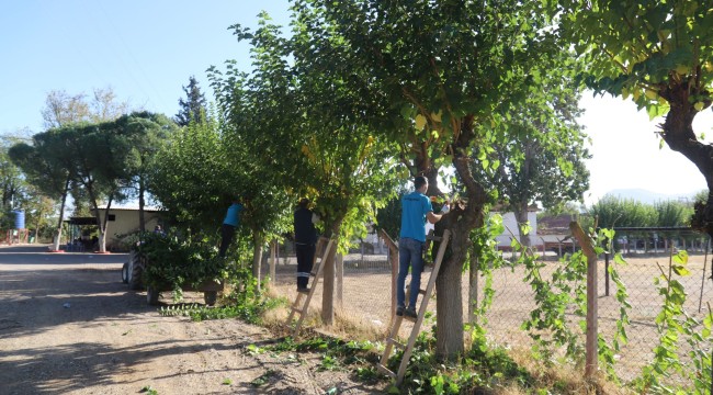 Turgutlu Belediyesi Park ve Bahçeler Müdürlüğü Ekiplerinden Yoğun Mesai