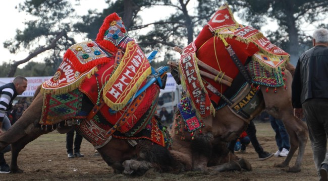 25. GELENEKSEL PELİTKÖY DEVE GÜREŞLERİ NEFES KESTİ