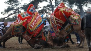25. GELENEKSEL PELİTKÖY DEVE GÜREŞLERİ NEFES KESTİ