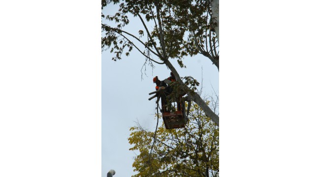 Asırlık Çınar Ağaçlarına Önce Tomografi Sonra Budama