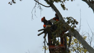 Asırlık Çınar Ağaçlarına Önce Tomografi Sonra Budama