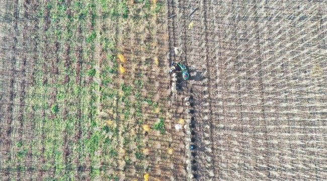 Büyükşehir'in yetiştirdiği on binlerce fidan kente nefes oluyor  
