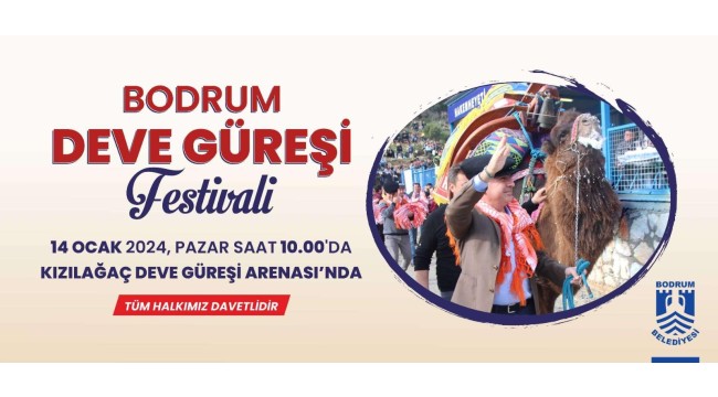 Bodrum Deve Güreşi Festivali için Geri Sayım