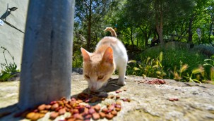  KARESİ'DEN SOKAK HAYVANLARINA ŞEFKAT ELİ