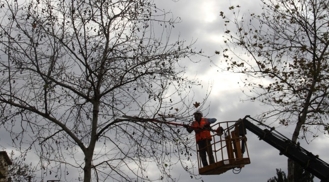 Kartal'da Budanan Ağaçlar İhtiyaç Sahiplerine Yakacak Olarak Geri Dönüyor