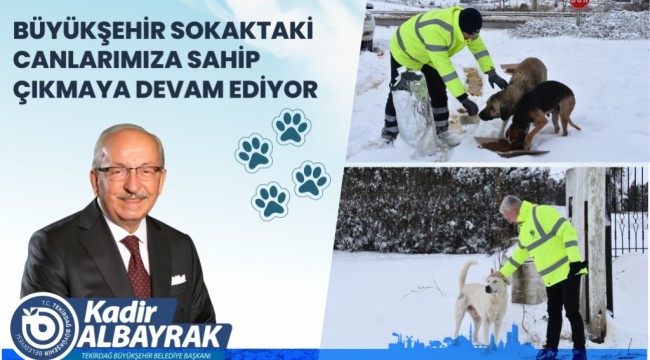 TEKİRDAĞ BÜYÜKŞEHİR BELEDİYESİ SOKAKTAKİ CANLARIMIZA SAHİP ÇIKAMAYA DEVAM EDİYOR