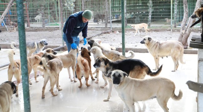 BURHANİYE BELEDİYESİ CAN DOSTLARINA GÖZÜ GİBİ BAKIYOR