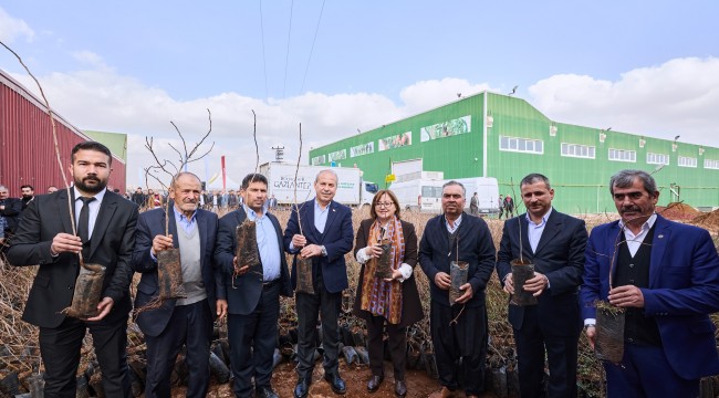 BÜYÜKŞEHİR'DEN BÖLGEYE UYUMLU FISTIK, NAR, ÜZÜM VE İNCİR FİDANI DESTEĞİ