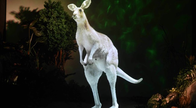 DÜNYADA BENZERİ YOK: ANKARA DİJİTAL HAYVANAT BAHÇESİ AÇILIYOR