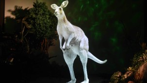 DÜNYADA BENZERİ YOK: ANKARA DİJİTAL HAYVANAT BAHÇESİ AÇILIYOR