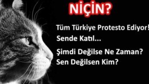 İstanbul'da kedi katili serbest bırakıldı!