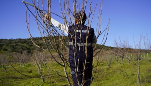 YUNUSEMRE MEYVE BAHÇESİNDE BUDAMA ÇALIŞMASI YAPILIYOR