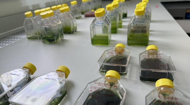 Gezeravcı'nın uzayda yaptığı mikroalg deneyinden ilk sonuç alındı
