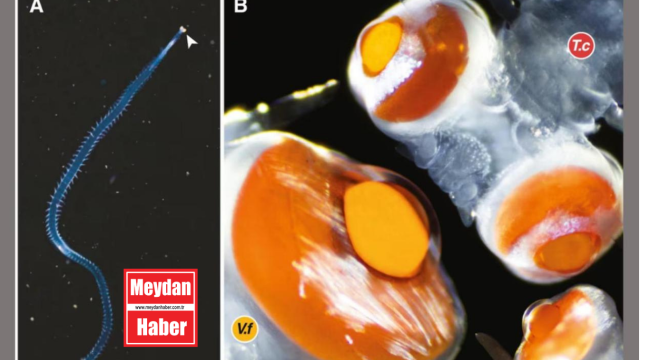 Akdeniz'de gözleri başından 20 kat büyük canlı bulundu
