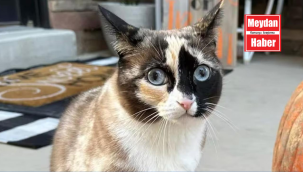 Kargo iade paketine giren kedi yüzlerce kilometre uzağa uçtu