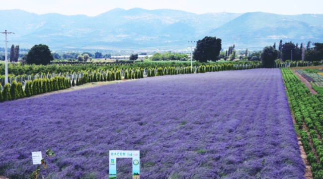 Tarımda yeni akım: Tıbbi ve aromatik bitki yetiştiriciliği