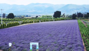 Tarımda yeni akım: Tıbbi ve aromatik bitki yetiştiriciliği