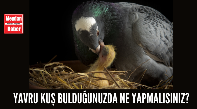Yavru kuş bulduğunuzda ne yapmalısınız?