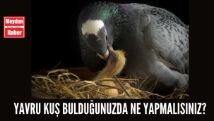 Yavru kuş bulduğunuzda ne yapmalısınız?