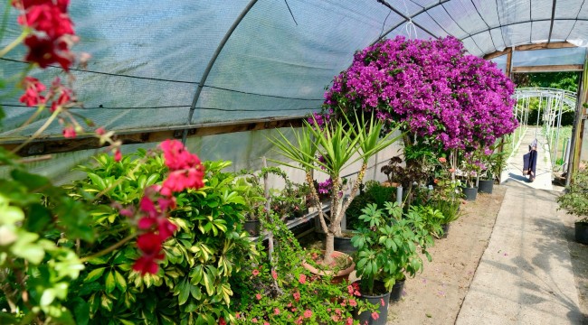 BELEDİYE 5 YIL SONRA YENİDEN KENDİ ÇİÇEĞİNİ ÜRETMEYE BAŞLADI