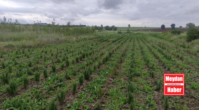 Ekiminden hasadına kadar Büyükşehir yanlarında