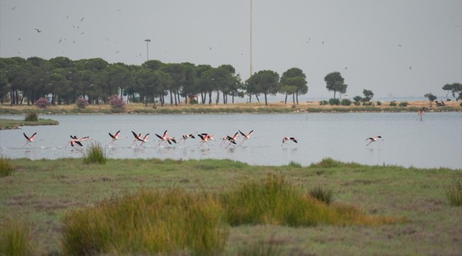 İzmir'deki Çakalburnu Lagünü'nün kuşları