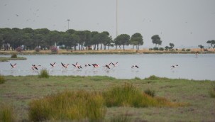 İzmir'deki Çakalburnu Lagünü'nün kuşları