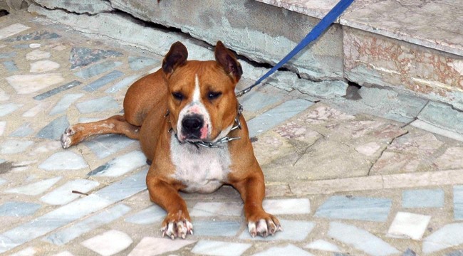 Pitbull cinsi köpeğinin kediyi öldürmesine izin veren kişi gözaltına alındı