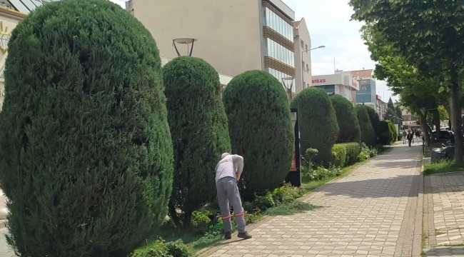 SİNCAN'DA AĞAÇLAR ADETA BİRER SANAT ESERİ