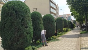 SİNCAN'DA AĞAÇLAR ADETA BİRER SANAT ESERİ