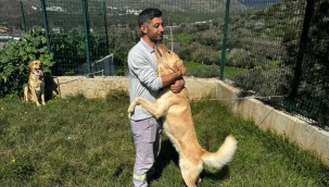 3 Bin 738 Sokak Hayvanına Müdahale