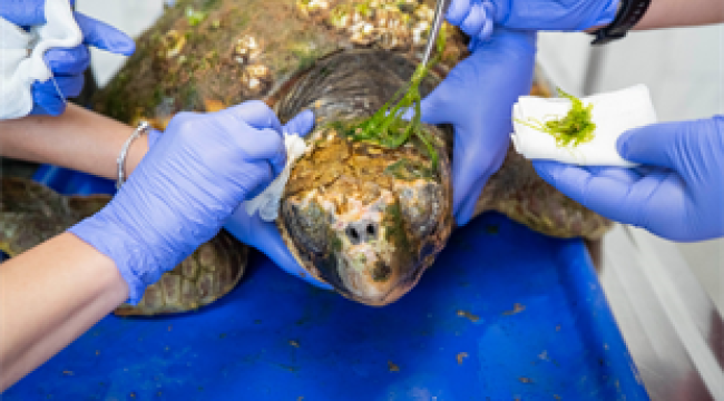Körfez'deki yaralı Caretta caretta kurtarıldı